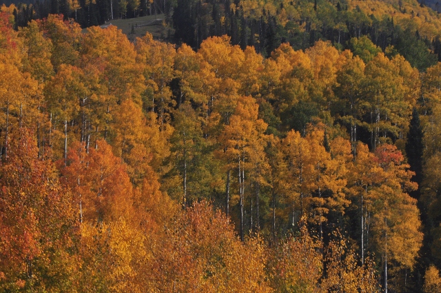 a nice set of fall colors